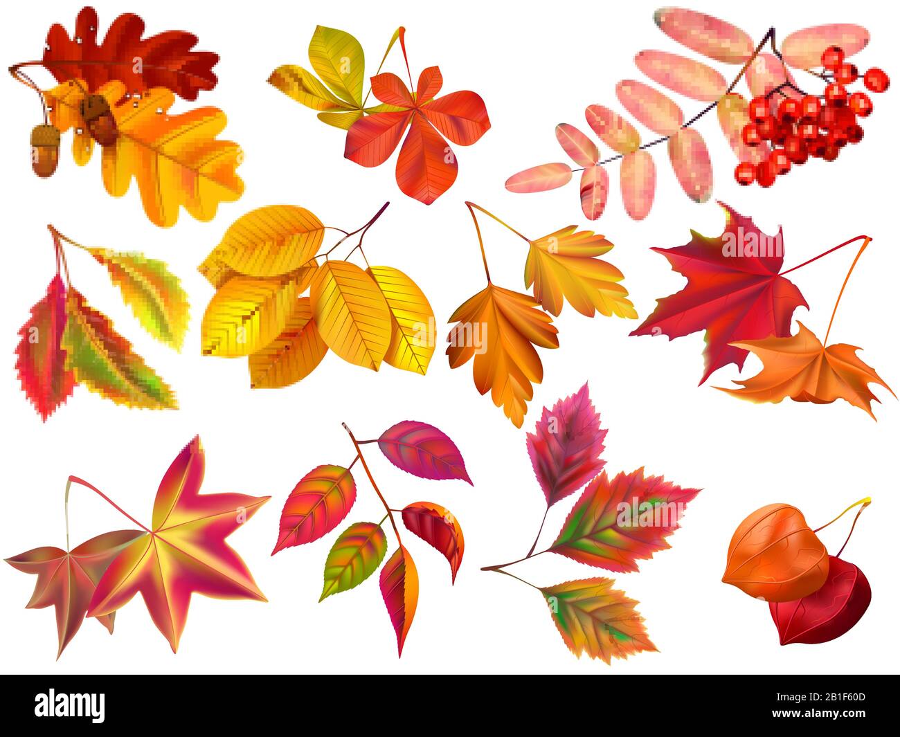 Autumn leaf. Maple fall leaves, fallen foliage and autumnal nature leafage realistic vector set Stock Vector