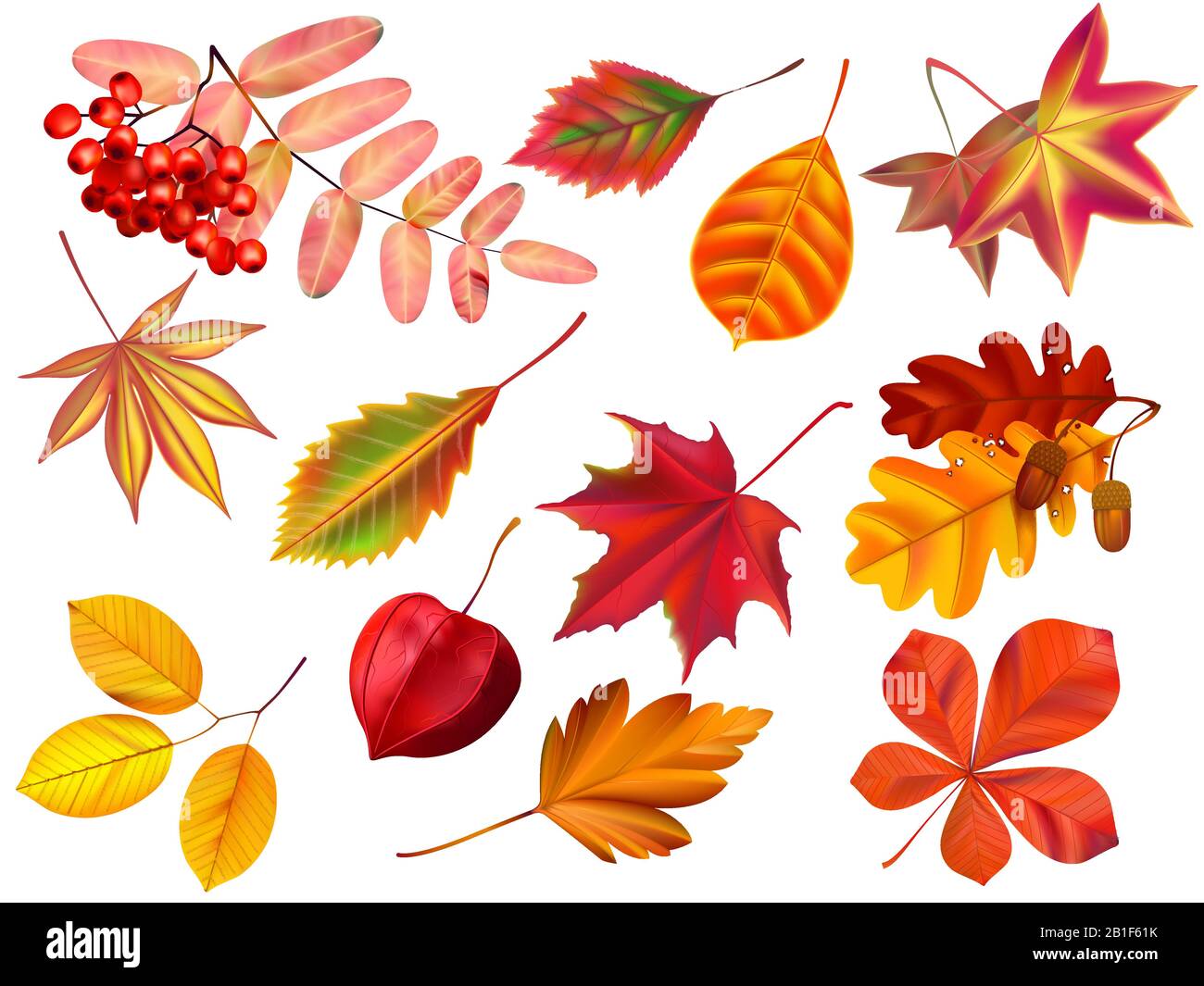 Color autumn leaves. Fallen leaves, colored dry leaf and yellow leaves realistic vector set Stock Vector