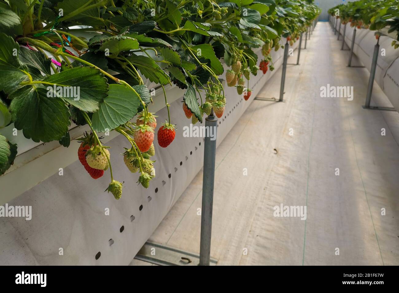 Red Japanese Strawberry hydroponic technology farm Stock Photo Alamy