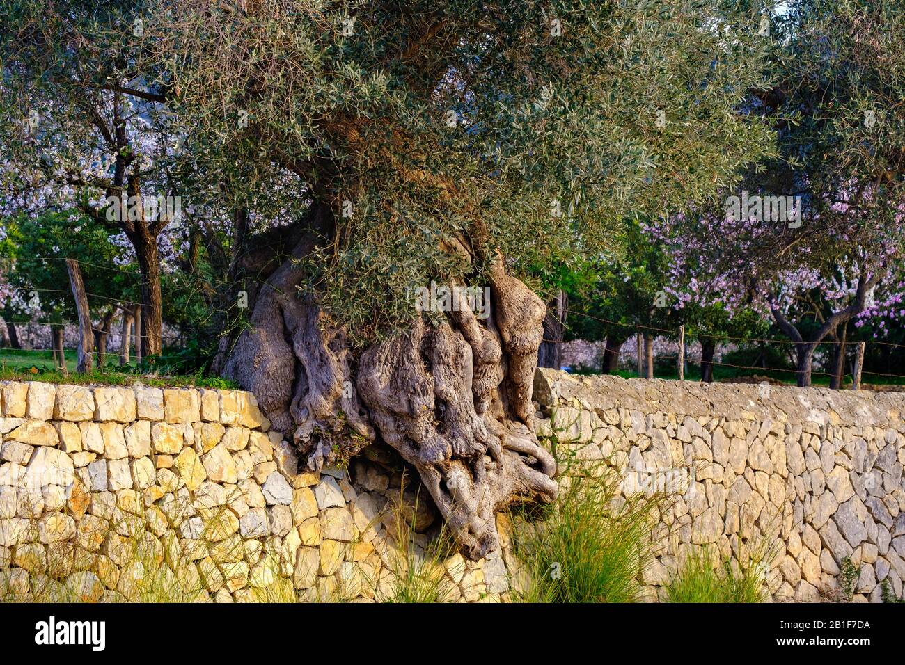Old gnarled olive tree in natural stone wall, near Selva, Majorca, Balearic Islands, Spain Stock Photo