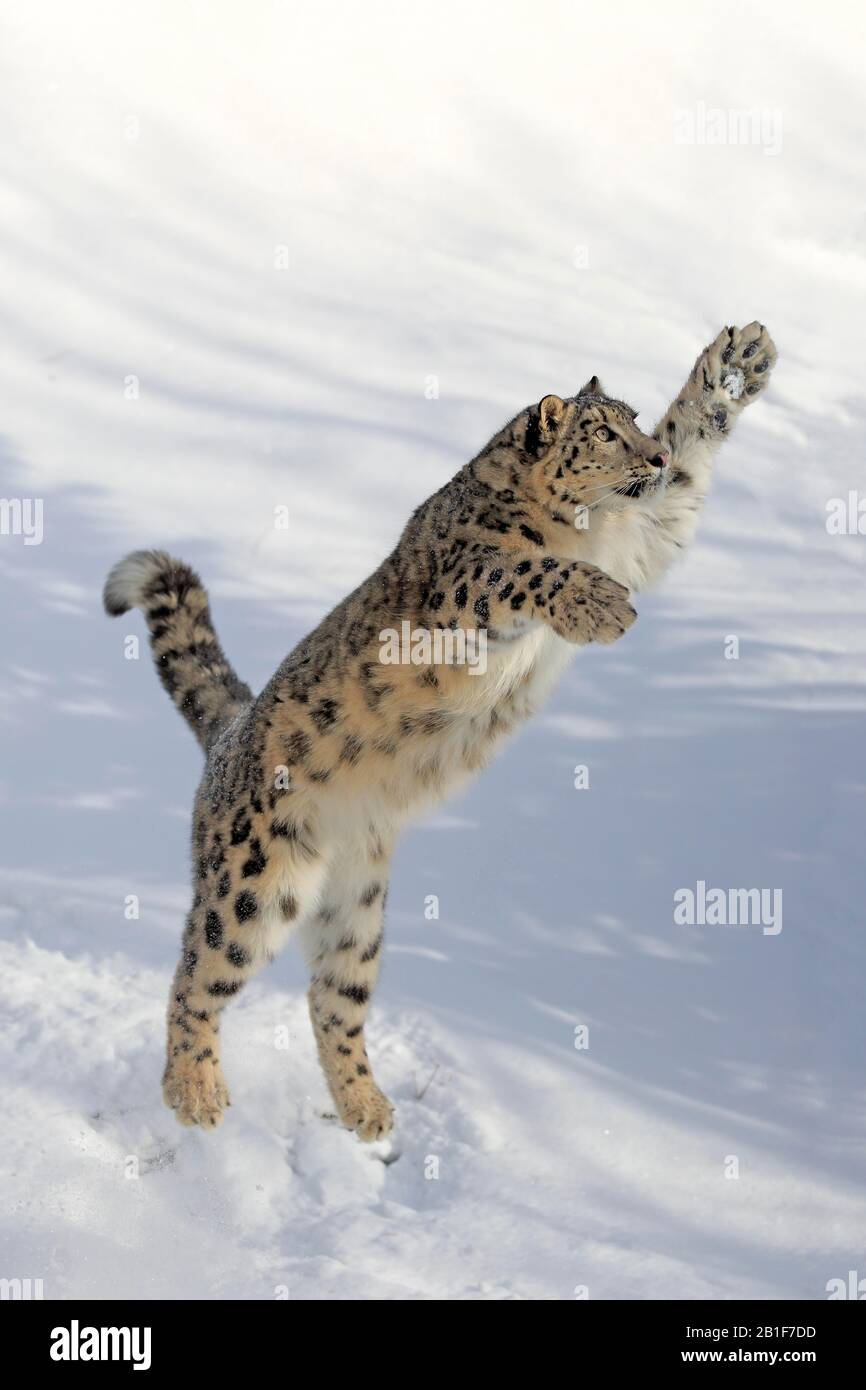 Snow leopard, (Uncia uncia), adult, captive, in winter, in snow, jumping, Montana, North America, USA Stock Photo