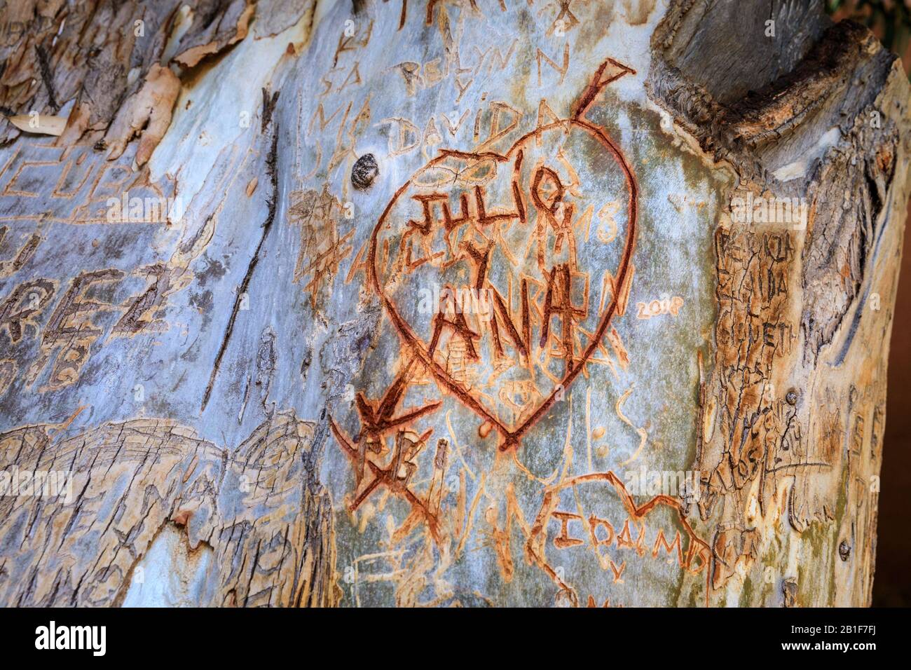Love heart inscription, initials and love messages carved in to the bark of a tree in Gran canaria Spain Stock Photo