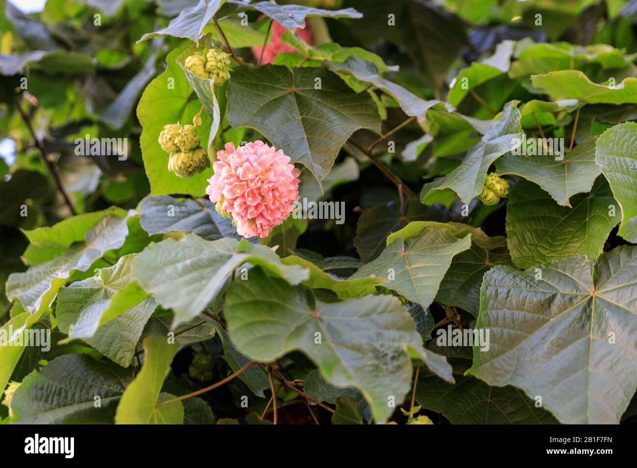 Dombeya wallichii flowering shrub with large pink flowers, Malvaceae family, also pinkball, pink ball tree, or tropical hydrangea, Canary Islands Stock Photo