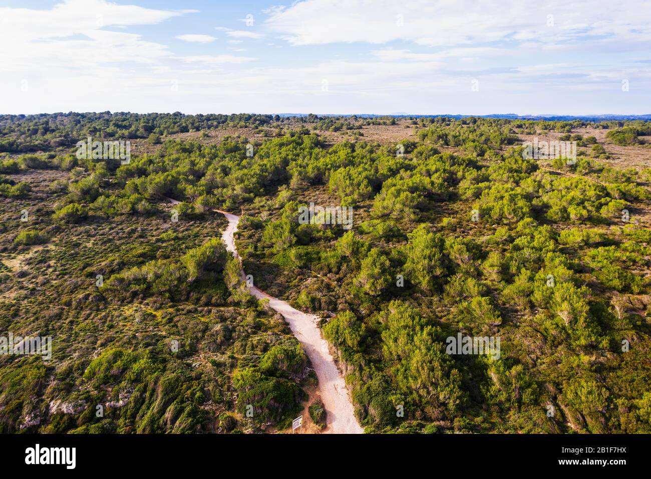 Son Real coastal protected area with pines, near Can Picafort, drone recording, Majorca, Balearic Islands, Spain Stock Photo