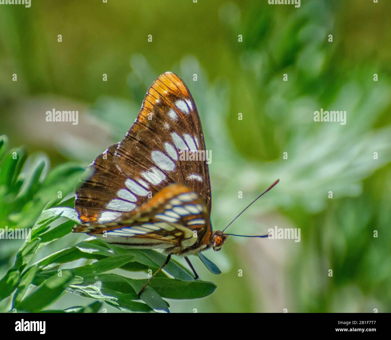 A Lorquin's Admiral (Limenitis lorquini) butterfly alights on a bush near Bennington Lake in Walla Walla, WA. Stock Photo