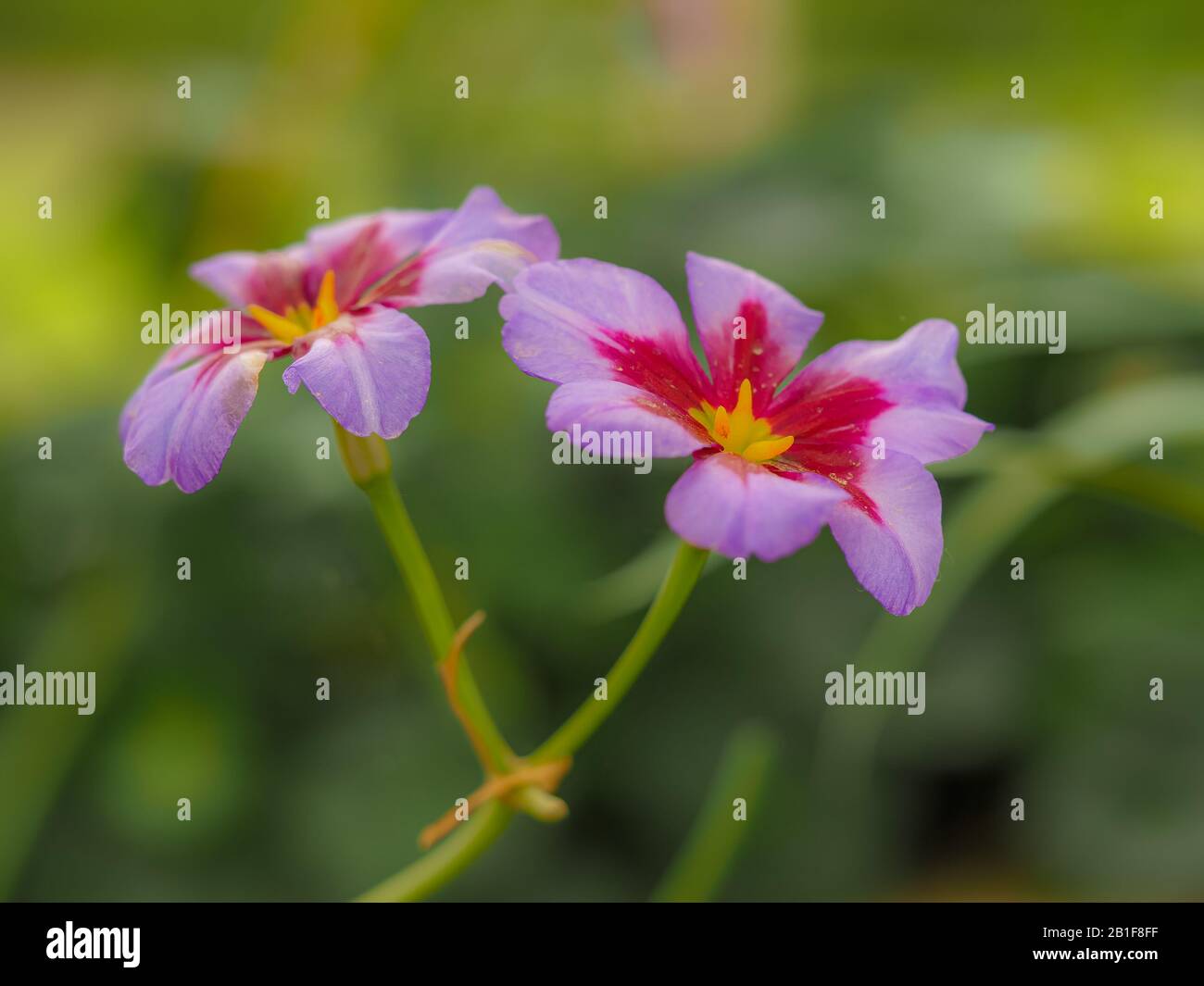 Pretty little pink and purple alpine flowers, Leucocoryne Andes or Glory of the Sun Stock Photo