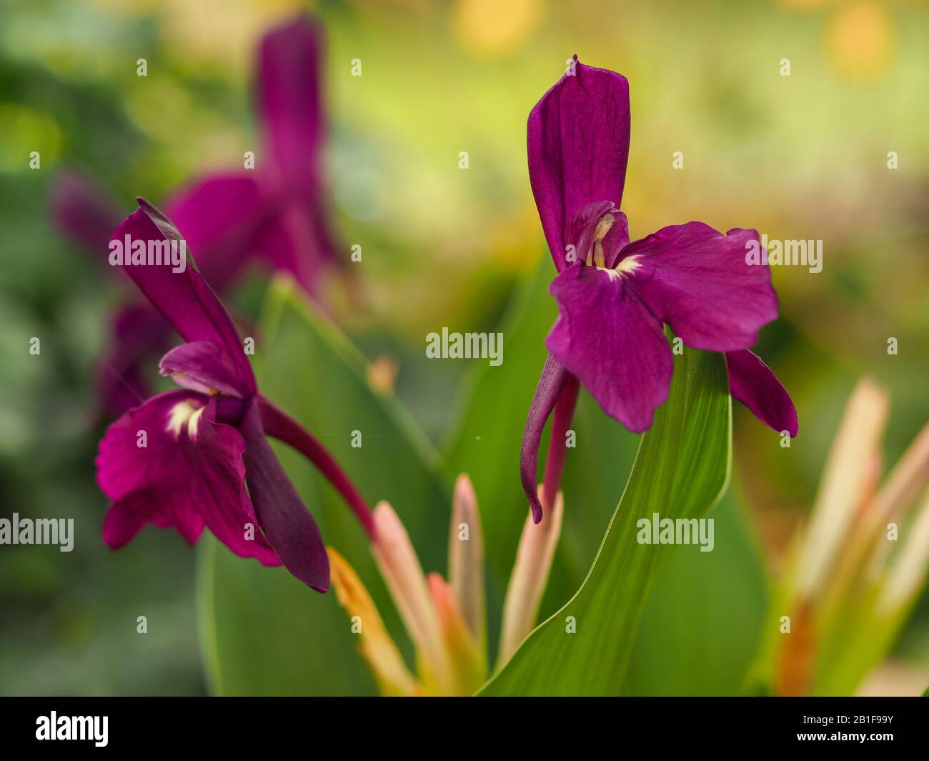 Unusual little dark purple alpine flowers, Roscoea 'Harvington Evening Star' Stock Photo