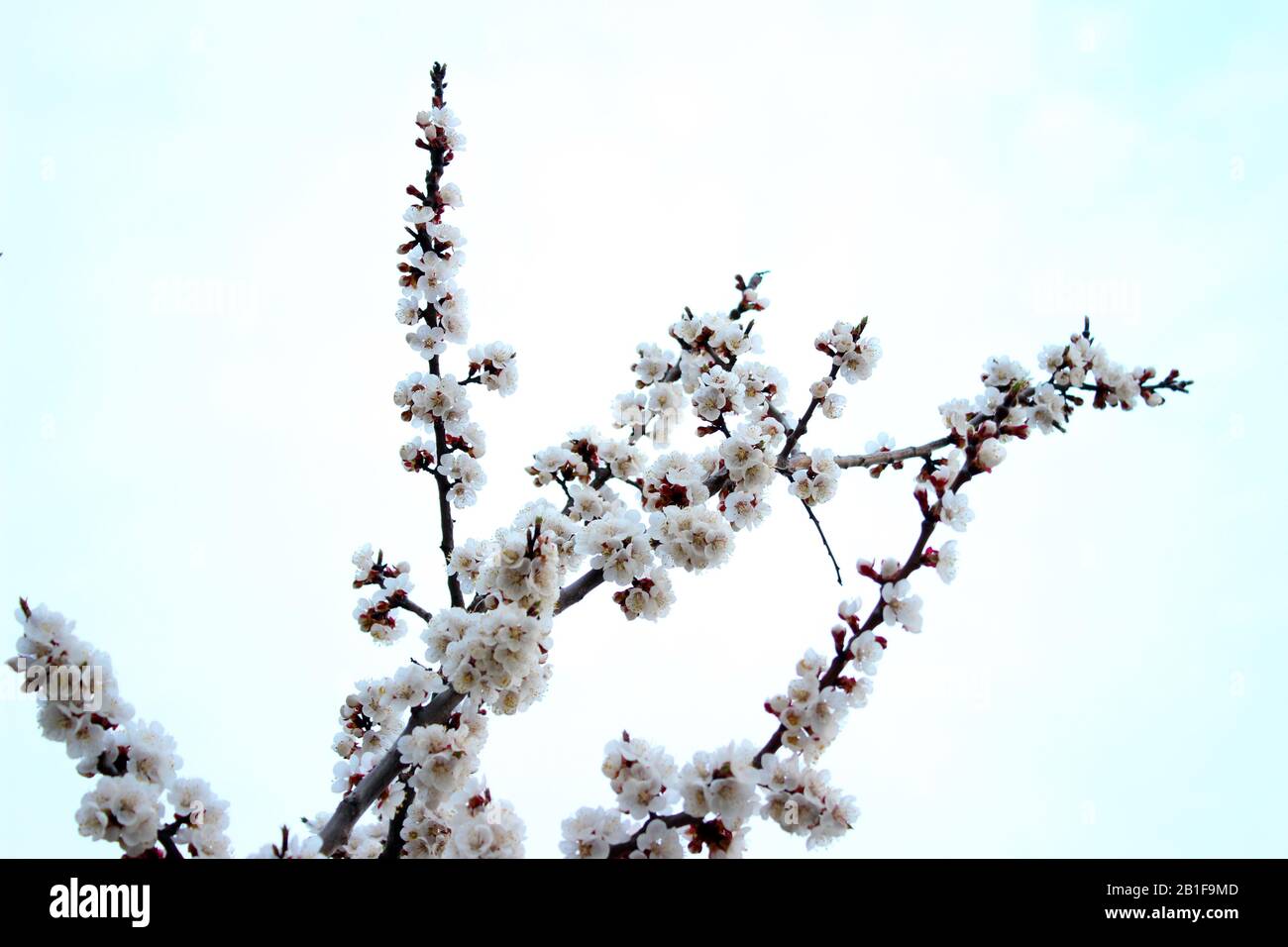 Close up cherry blossom on  white background - Stock image. Blooming Japanese sakura buds and flowers on light sky with copy space. Stock Photo