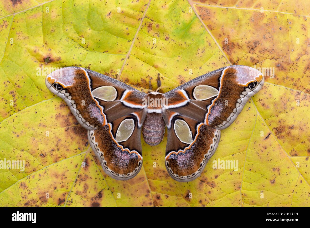 Lebeau's Rotchschildia (Rothschildia lebeau forbesi) aka Forbes