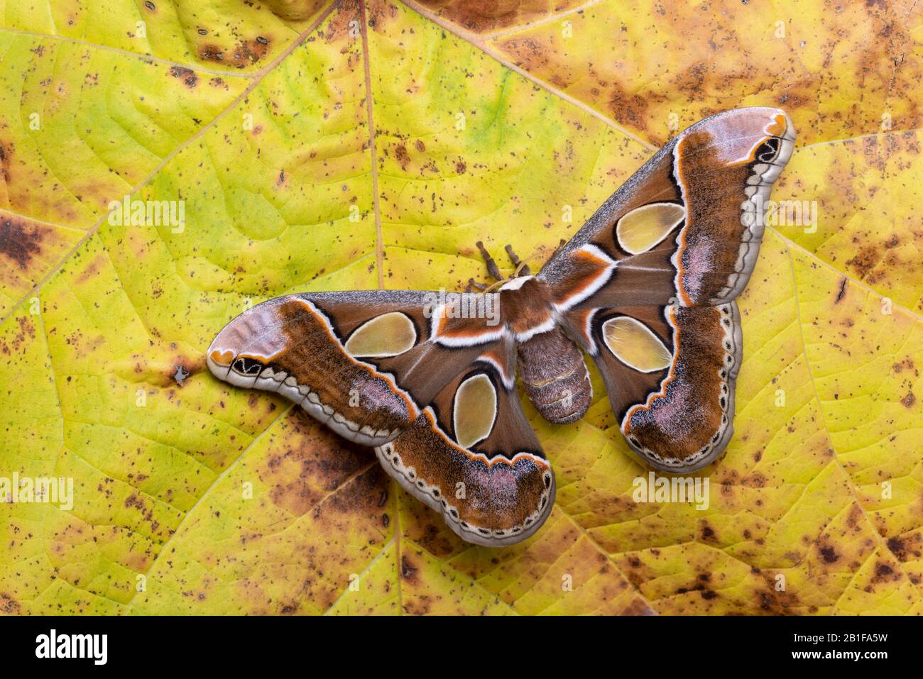 Lebeau's Rotchschildia (Rothschildia lebeau forbesi) aka Forbes