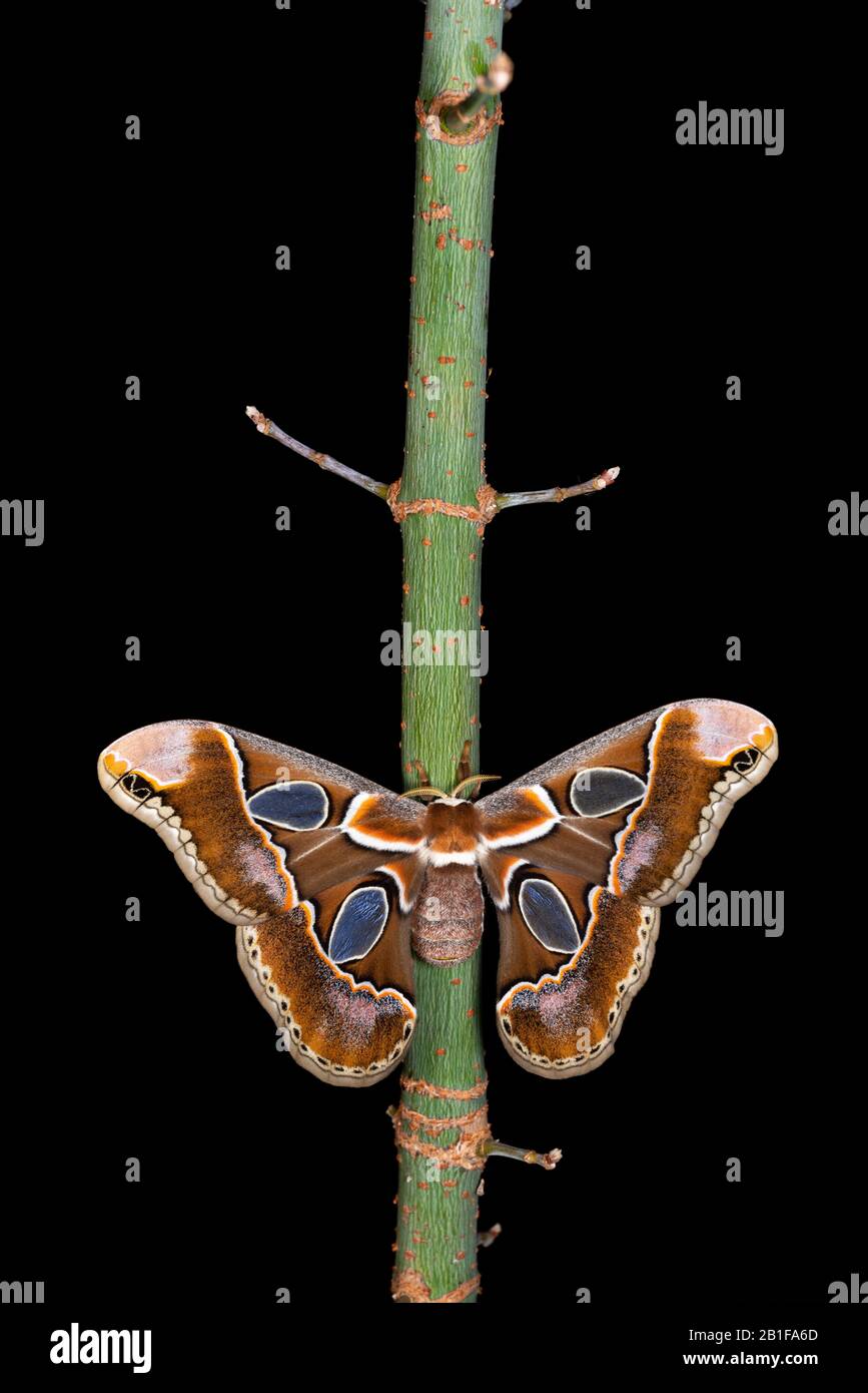 Lebeau's Rotchschildia (Rothschildia lebeau forbesi) aka Forbes' Silkmoth. Adult on box elder stem in Texas.  Wings display lilac dusting. Stock Photo