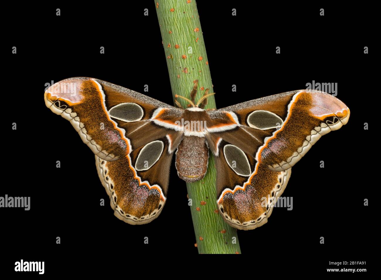 Lebeau's Rotchschildia (Rothschildia lebeau forbesi) aka Forbes' Silkmoth. Adult on box elder stem in Texas.  Wings display lilac dusting. Stock Photo