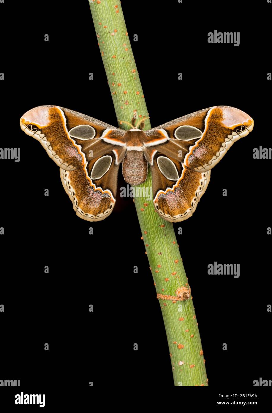 Lebeau's Rotchschildia (Rothschildia lebeau forbesi) aka Forbes' Silkmoth. Adult on box elder stem in Texas.  Wings display lilac dusting. Stock Photo