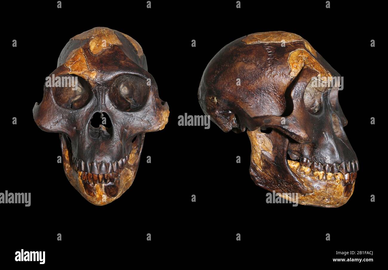 Lucy Australopithecus afarensis Stock Photo