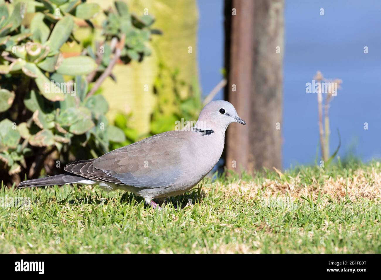 Cape Turtle Dove, Ringnecked Dove, Halfcollared Dove (Streptopelia capicola) on grass, Breede