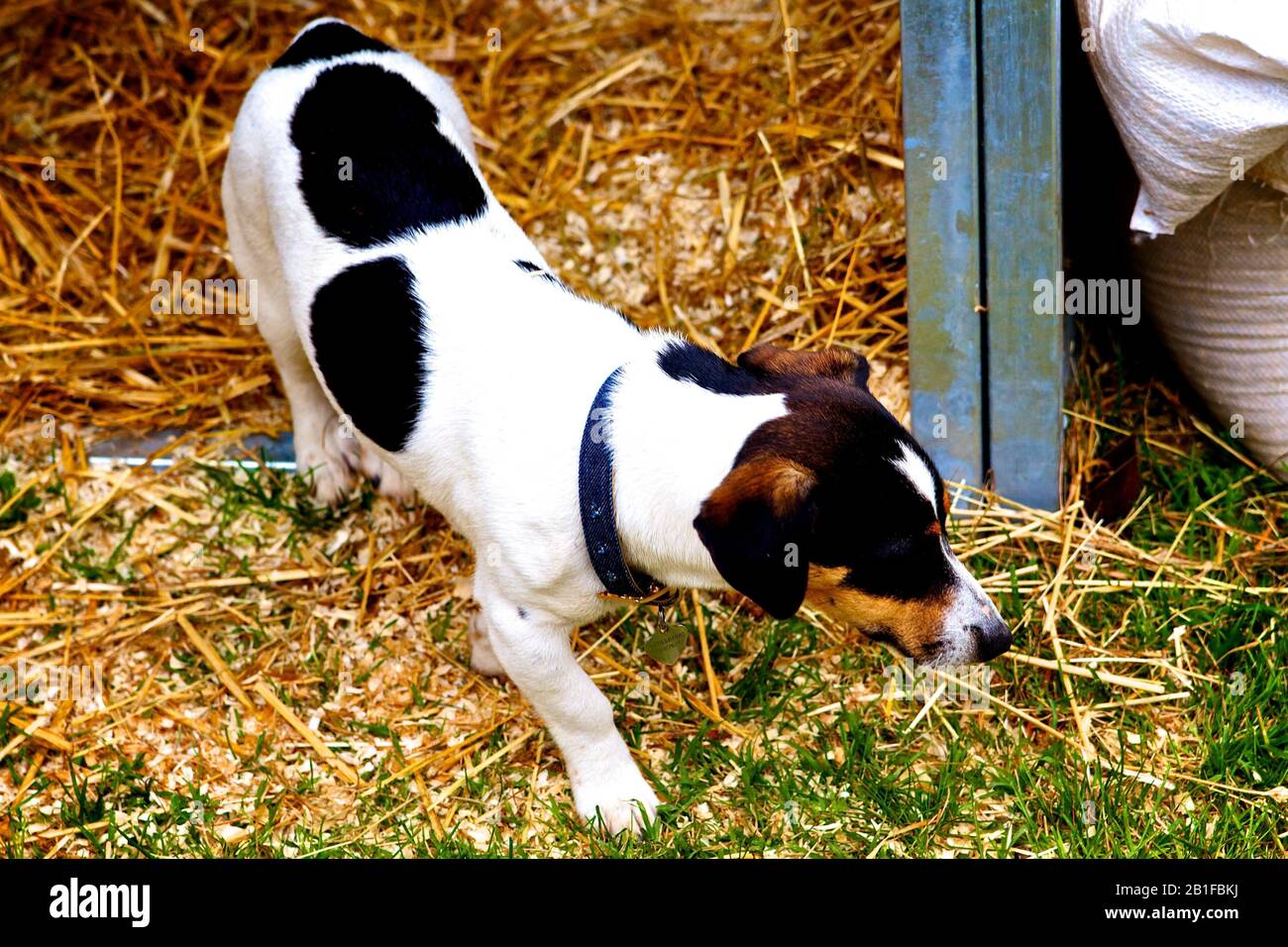 Fiumicino Drever Dog At Horse Fair Stock Photo Alamy