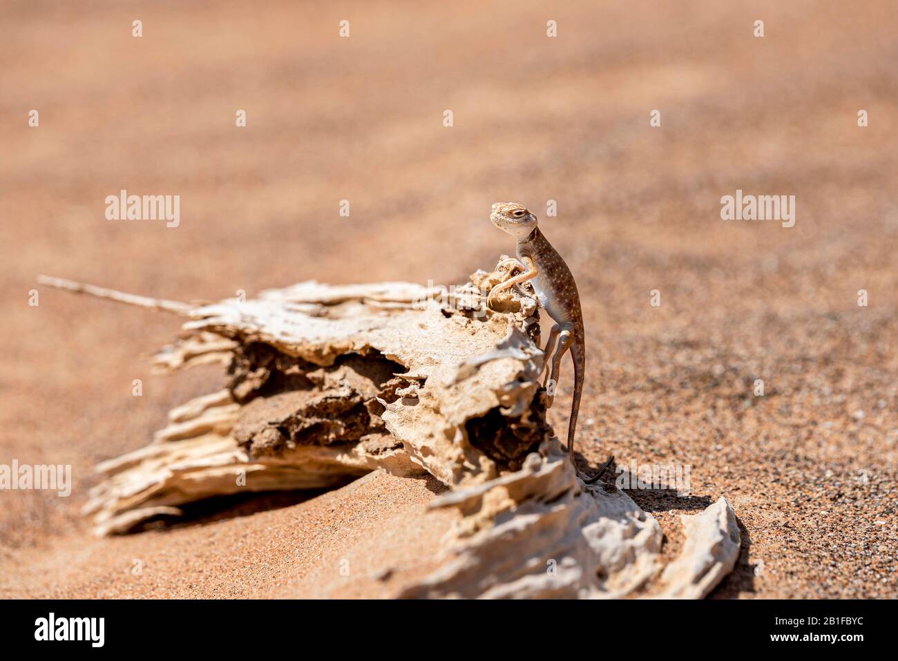 Arabian toad-headed agama (Phrynocephalus arabicus) in the Desert, standing on a dead tree trunk Stock Photo