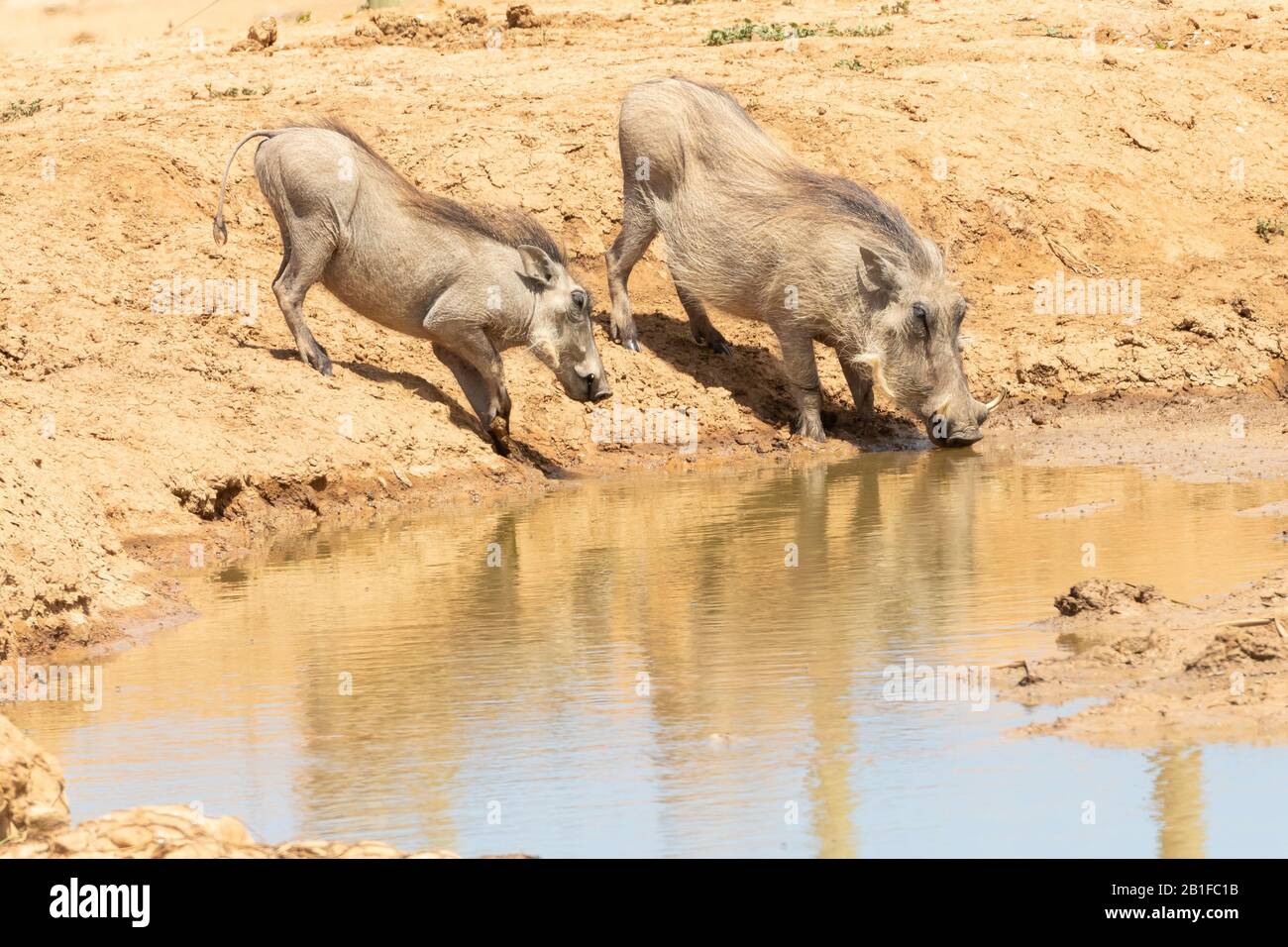 Common Warthog (Phacochoerus africanus) adult and juvenile drinking at waterhole, Addo Elephant National Park, Eastern Cape, South Africa Stock Photo