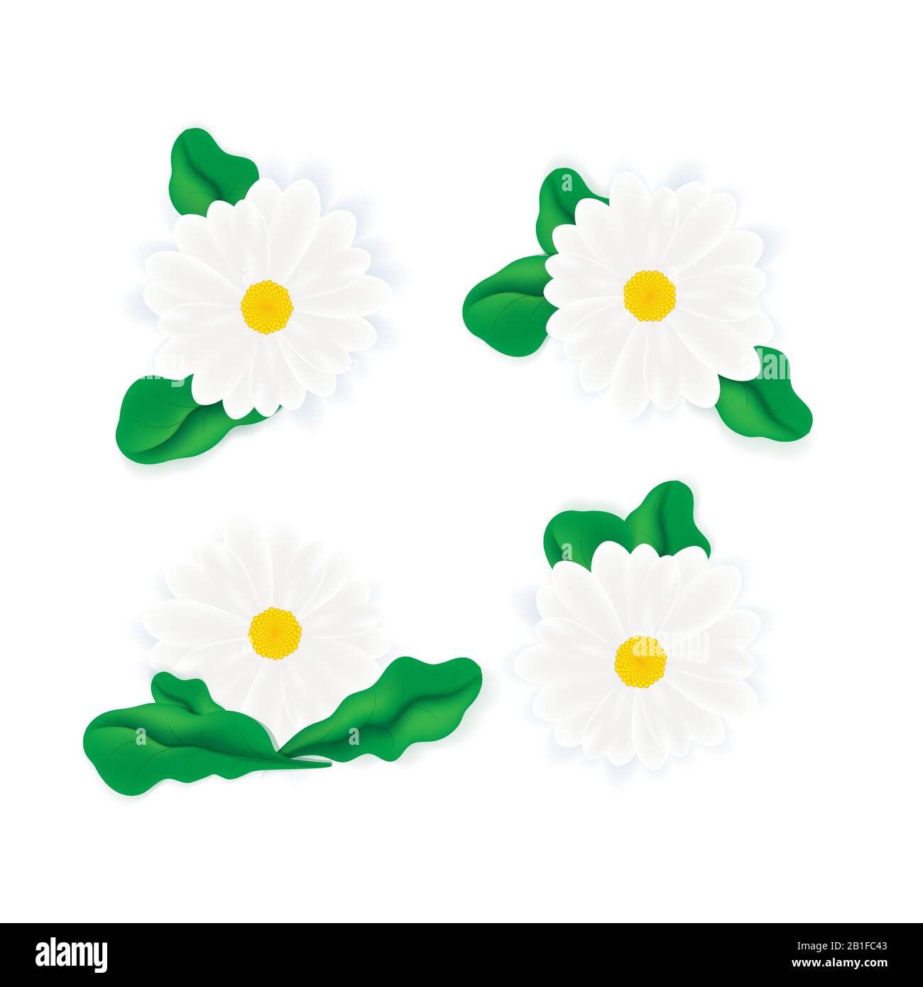 Various White realistic daisies or gerbera with leaves isolated on