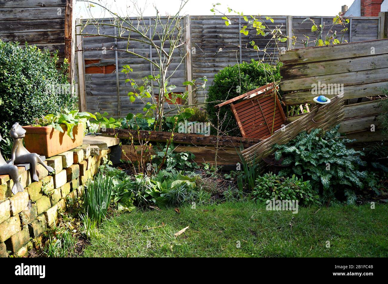 Broken wooden fence in a garden after high wind. Stock Photo
