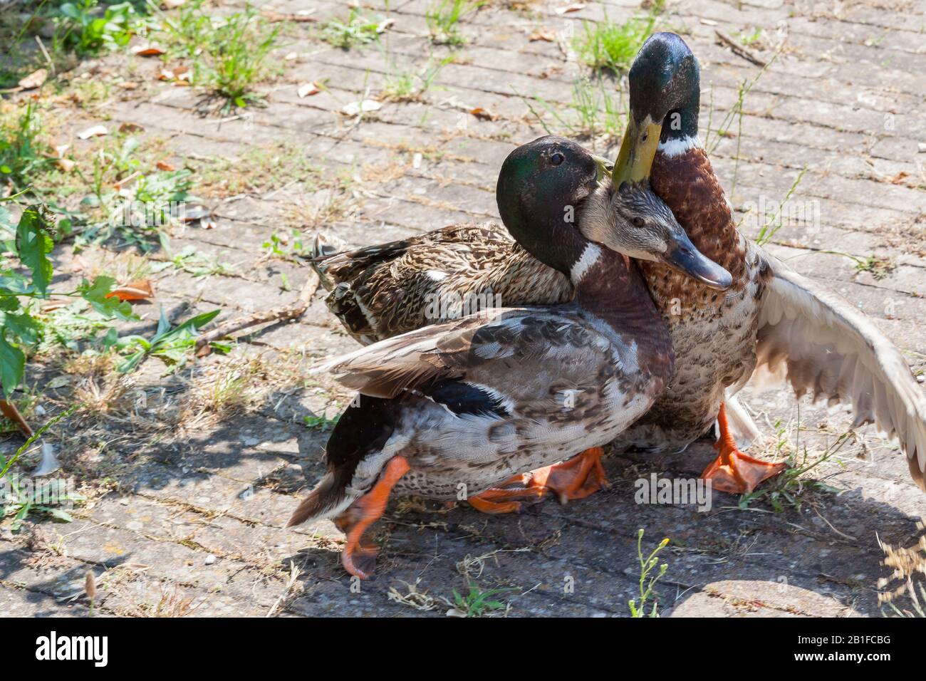 Two Mallard Duck breeding Males fighting over a female (Anas platyrhynchos)  with her mate trying to protect her against the challenger. Stock Photo