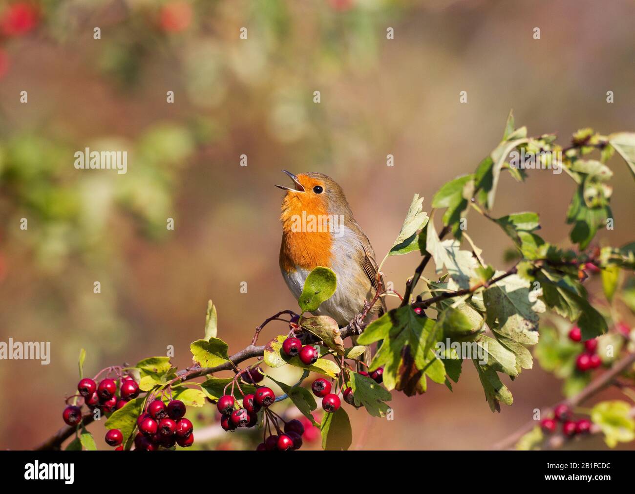 European Robin, Erithacus rubecula, in Autumn Stock Photo