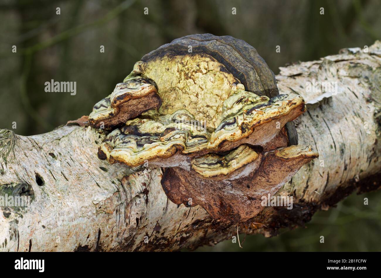 Strangely deformed Beeswax bracket fungus growing on the rotting stem ...