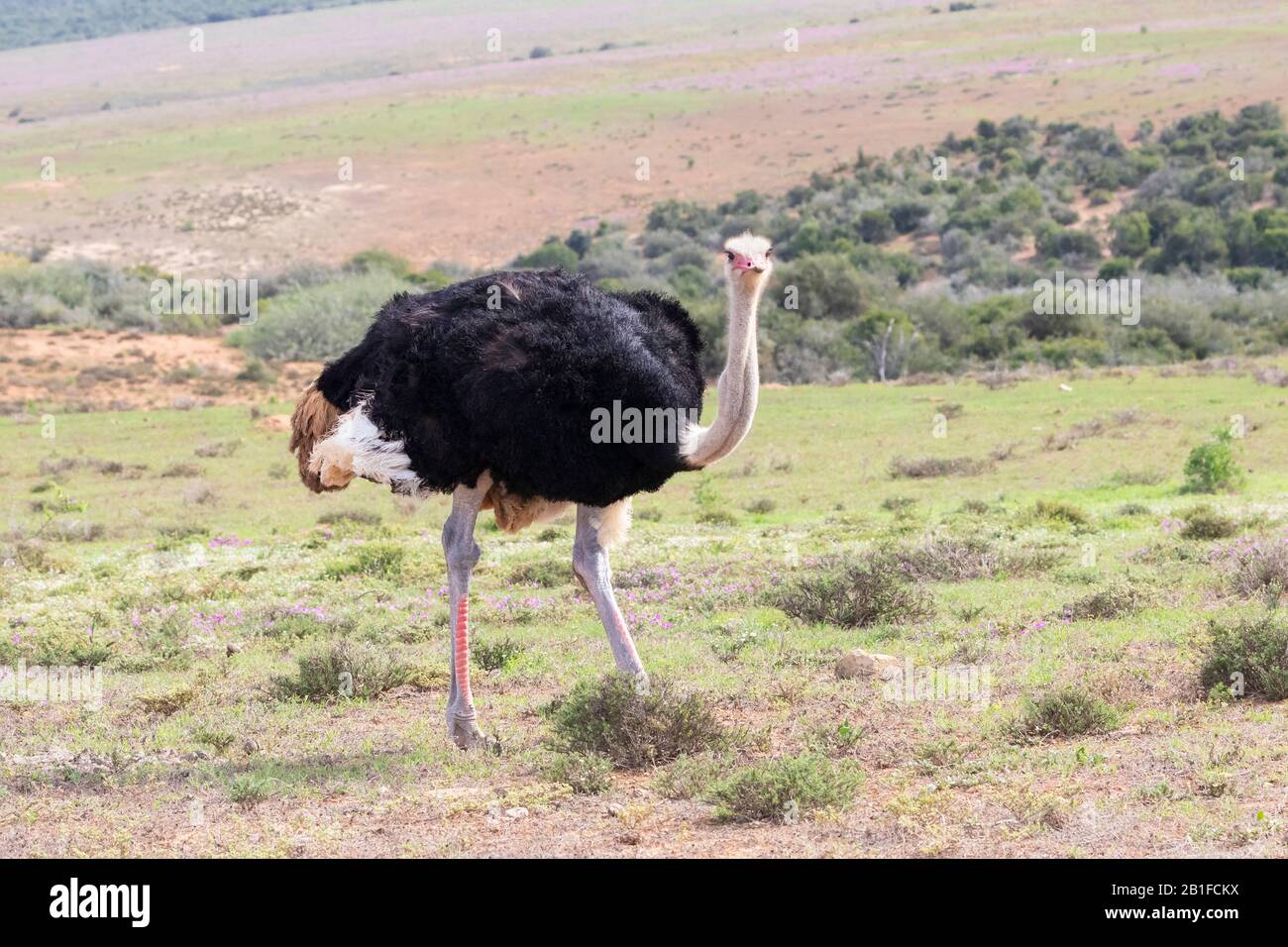 Male  Ostrich (Struthio camelus) Addo Elephant National Park, Eastern Cape, South Africa Stock Photo
