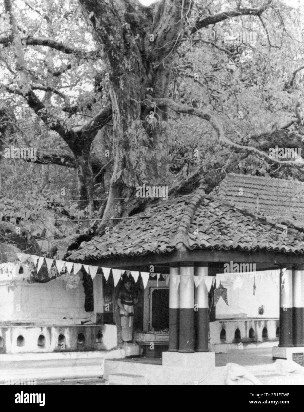Tree Of Knowledge Black And White Stock Photos Images Alamy