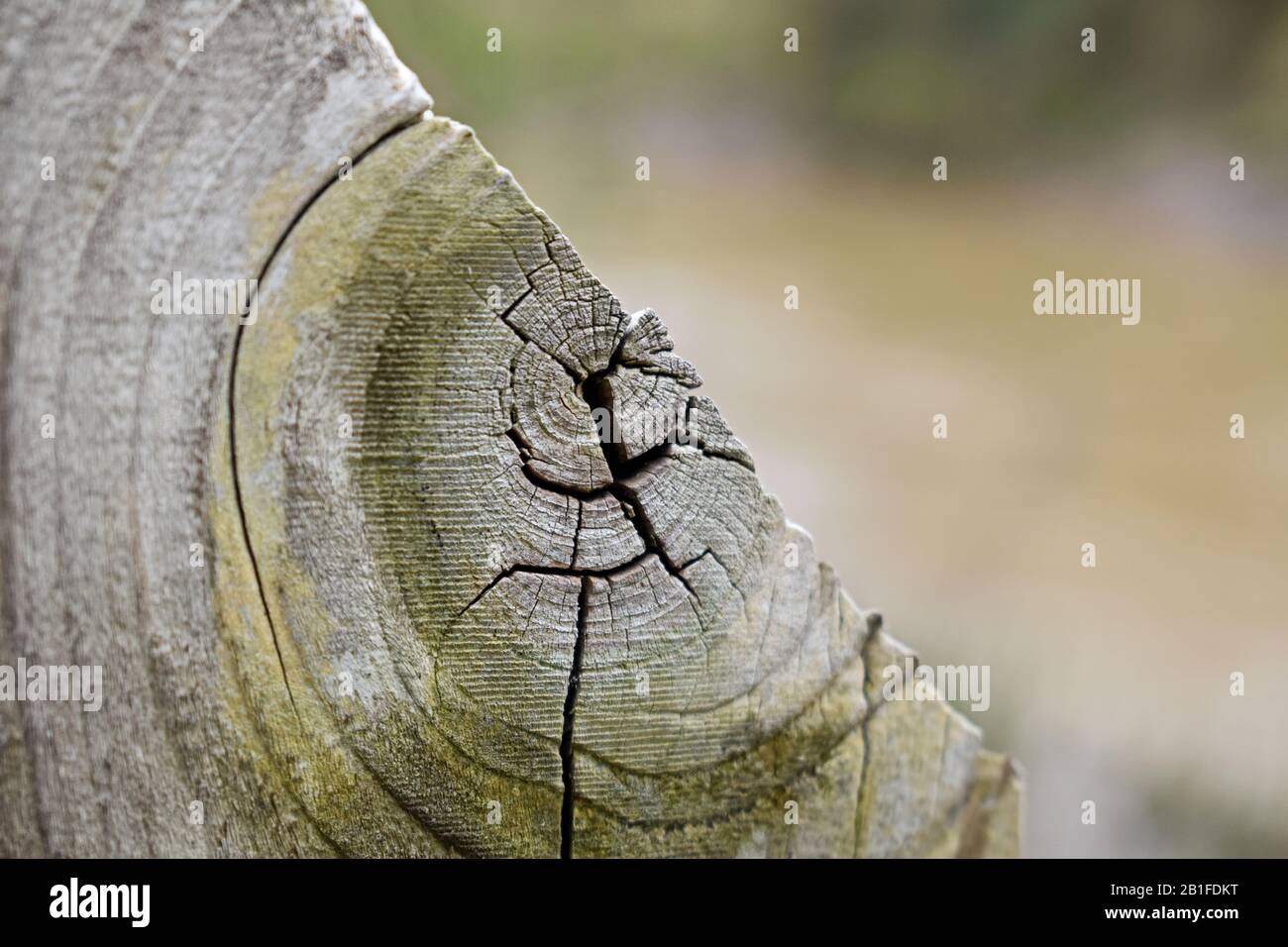 Detail of a wooden fence against blurry background Stock Photo