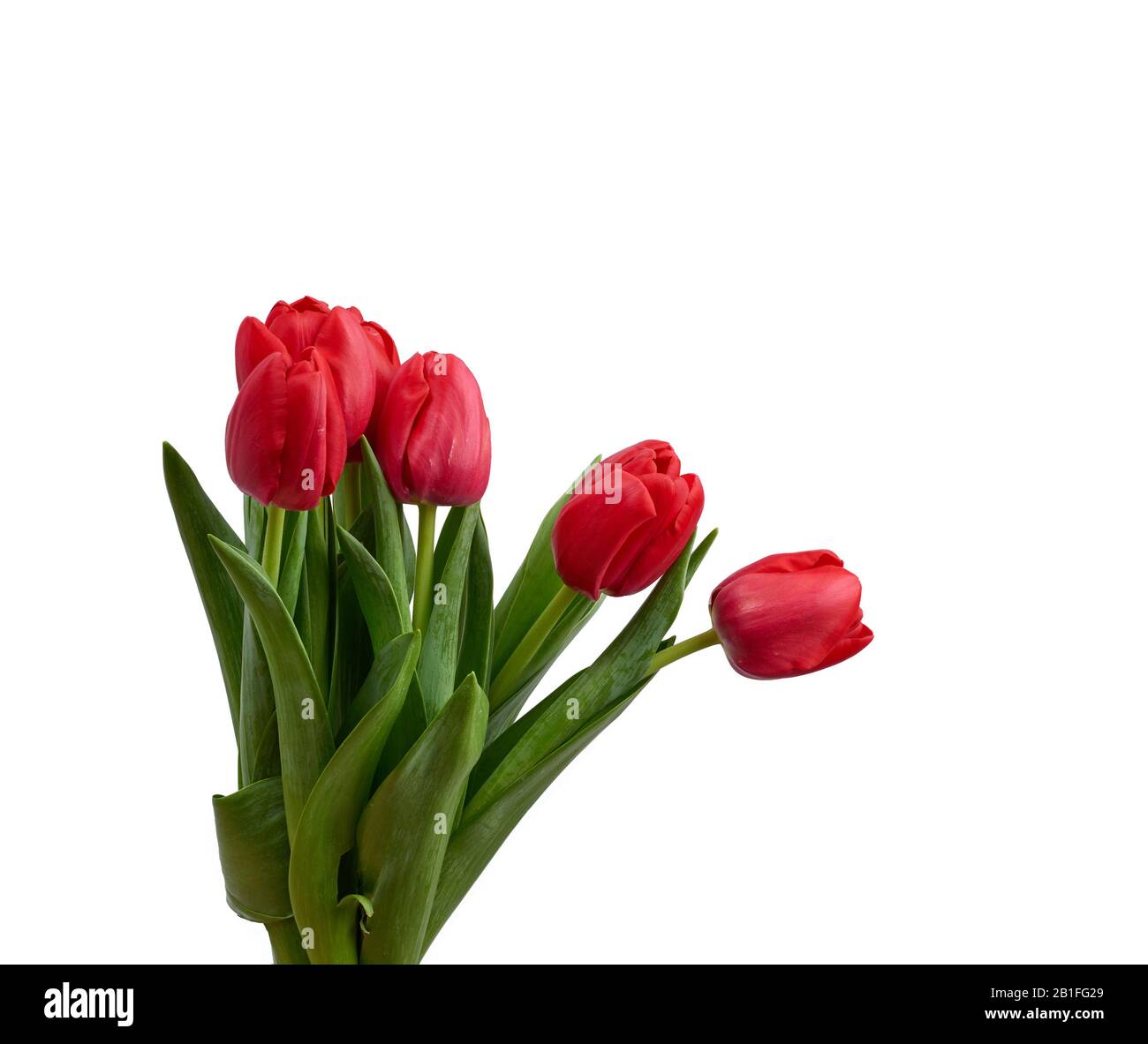 blooming red tulips with green leaves and stem isolated on white ...