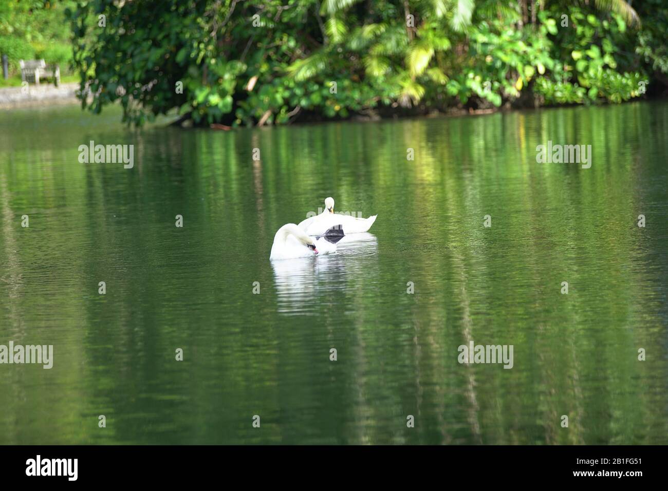 The White swan in the lake Stock Photo