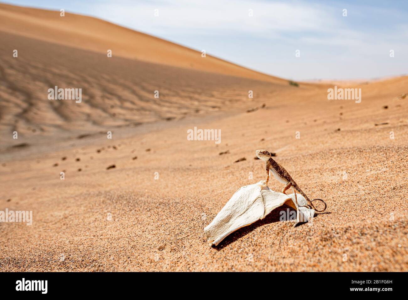 Close-up of Arabian toad-headed agama (Phrynocephalus arabicus) in the Desert, standing on a dead leaf Stock Photo