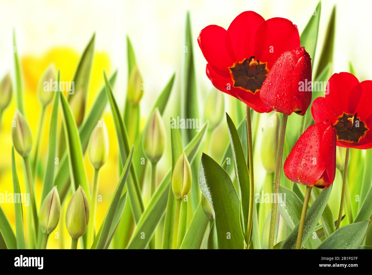 Red tulip in the flower bed Stock Photo - Alamy