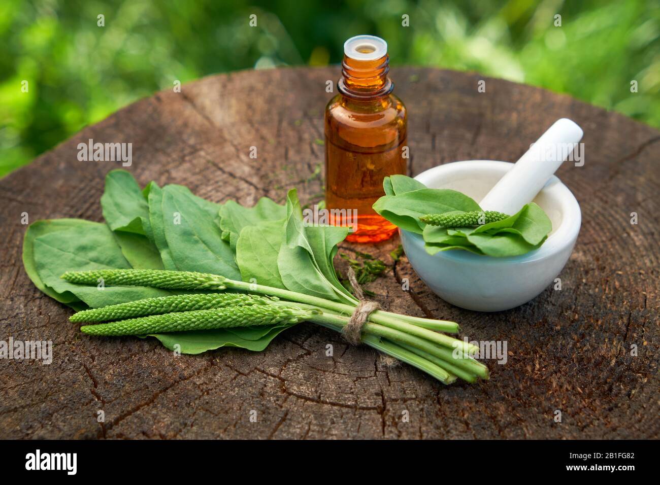 Bottle of plantain infusion or tincture, mortar and green Plantago major leaves on wooden stump outside. Selective focus. Herbal or homeopathic medici Stock Photo