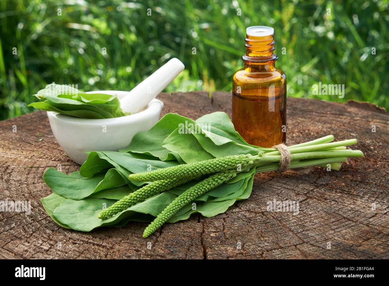 Bottle of plantain infusion or tincture, mortar and Plantago major leaves. Homeopathic or herbal medicine. Selective focus. Stock Photo