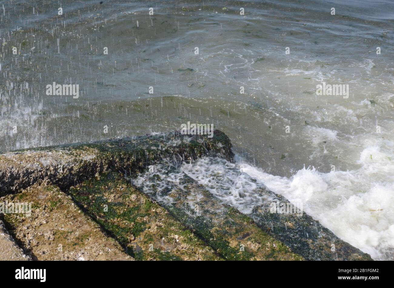 THEY LIVE: In the shallow waters off the Puget sound of West Seattle a legion of Barnacles of the arthropod family make a home of stone shore steps. Stock Photo