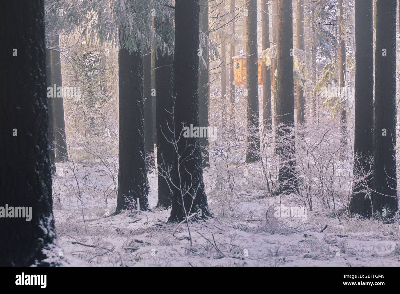 Otxandio, Bizkaia/Basque Country; Feb. 12, 2018. The tree house in a Douglas Fir forest in winter. Stock Photo