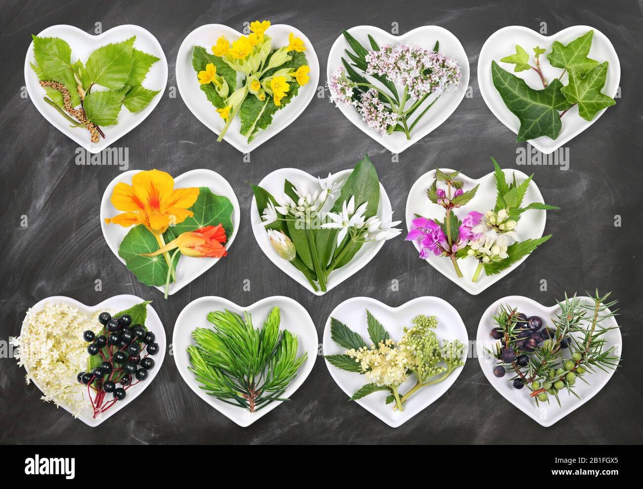 Alternative Medicine with medicinal plants 5 Stock Photo Alamy