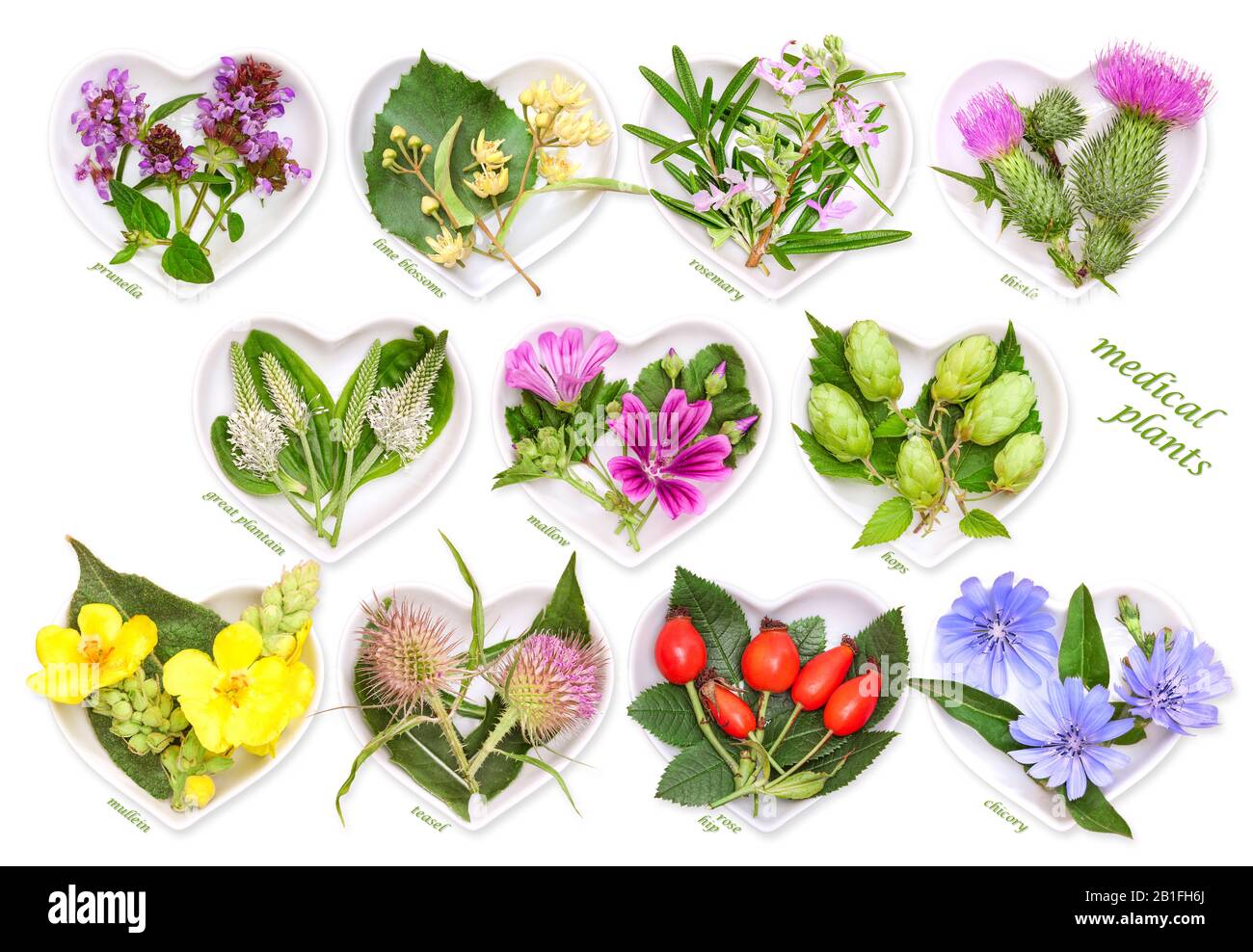 Alternative Medicine with medicinal plants 3 Stock Photo