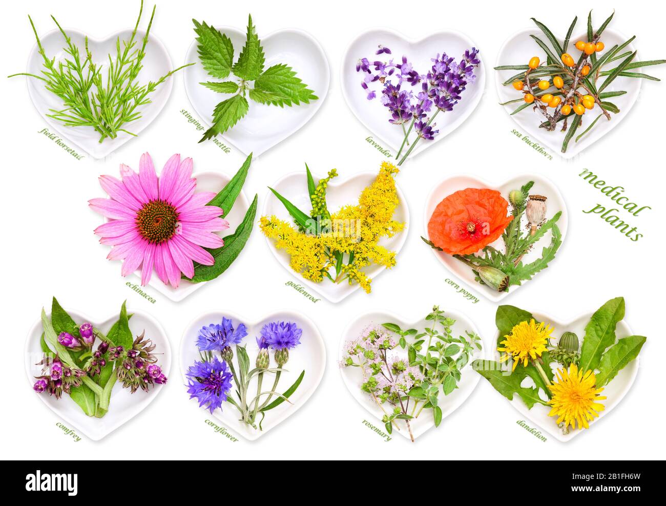 Alternative Medicine with medicinal plants 2 Stock Photo Alamy