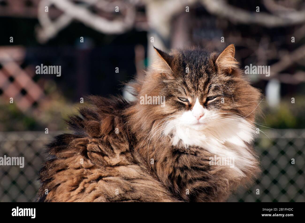 fluffy cat sitting outdoor Stock Photo