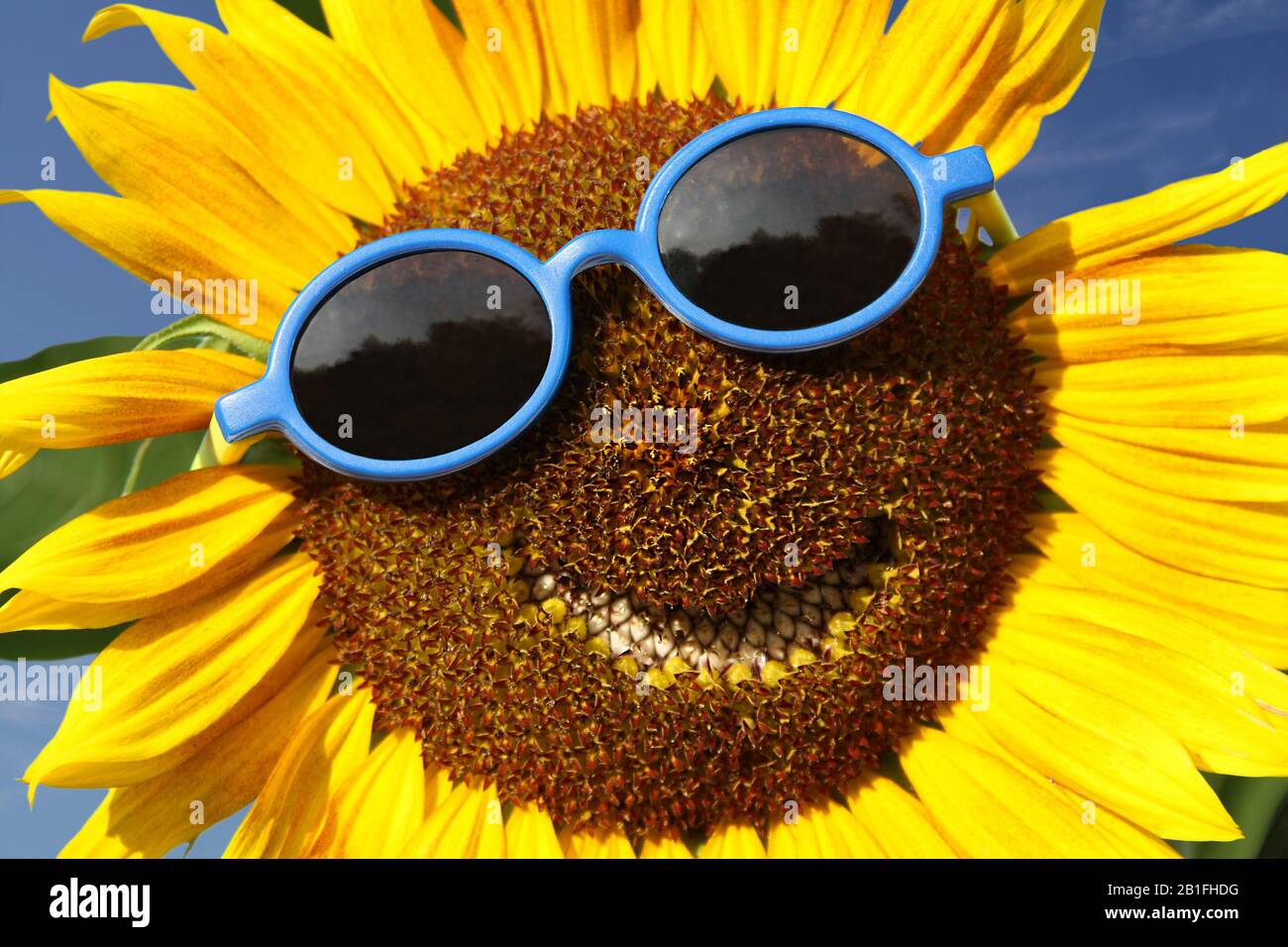 Smiling sunflower with blue sunglasses Stock Photo