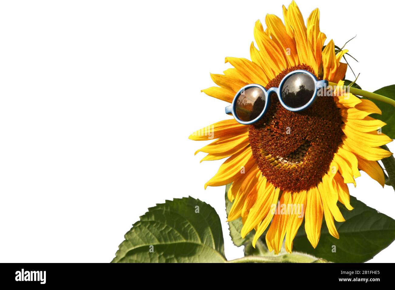 Smiling sunflower with blue sunglasses Stock Photo