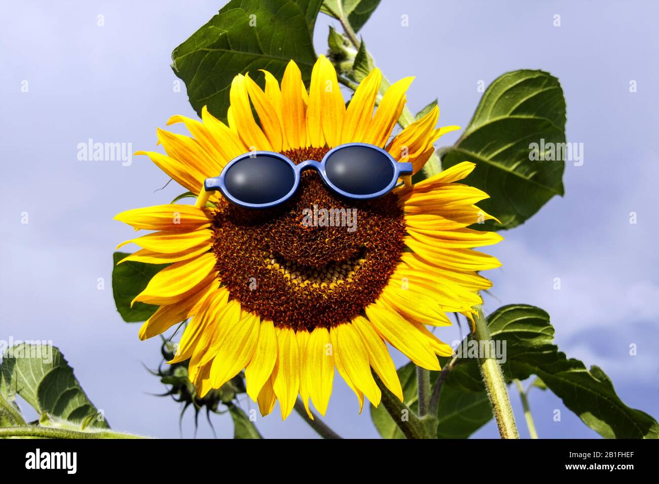 Smiling sunflower with blue sunglasses Stock Photo