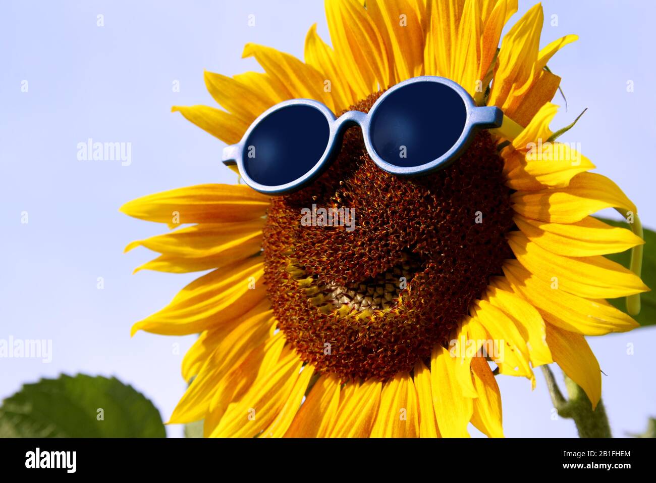 Smiling sunflower with blue sunglasses Stock Photo