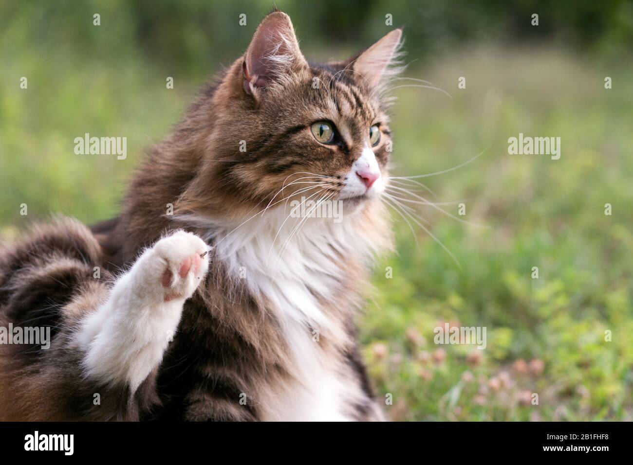 fluffy norwegian forest cat sitting outdoor looking far Stock Photo