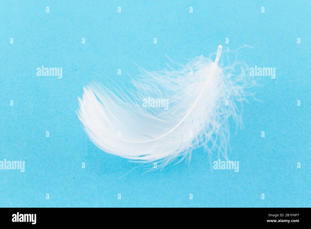 White Fluffy Feather on a Blue Background. Stock Photo