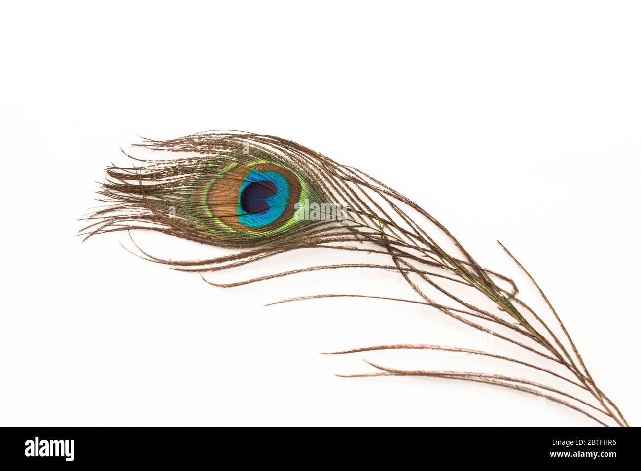 Peacock Feather on a White Background. Stock Photo