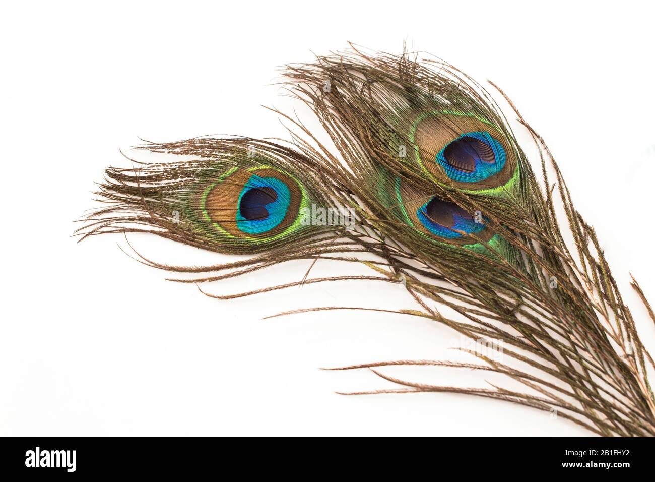 Peacock Feathers on a White Background. Stock Photo